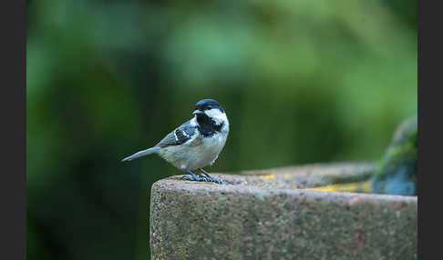 Tannenmeise (Parus ater)