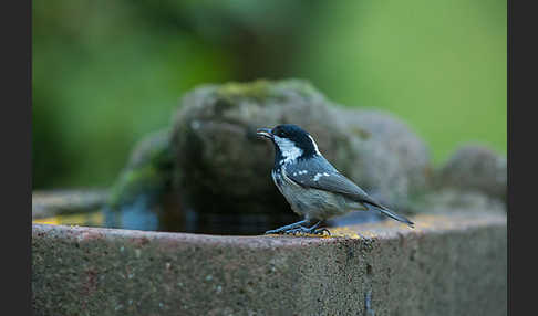 Tannenmeise (Parus ater)