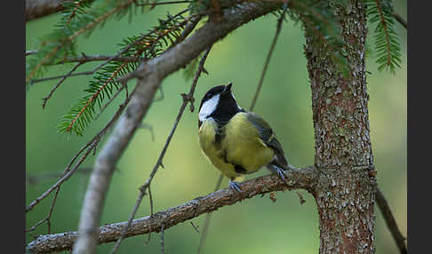 Kohlmeise (Parus major)