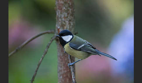 Kohlmeise (Parus major)