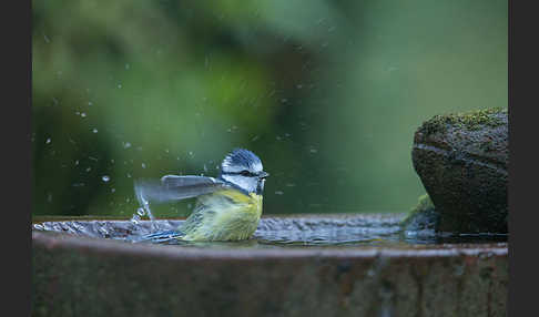 Blaumeise (Parus caeruleus)