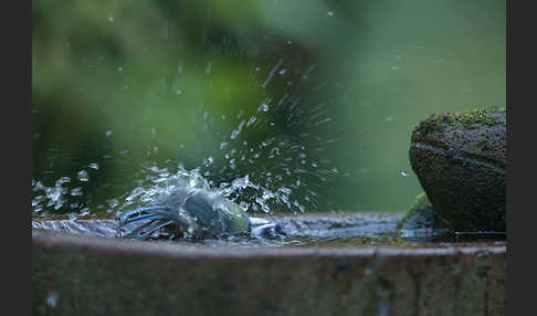 Blaumeise (Parus caeruleus)