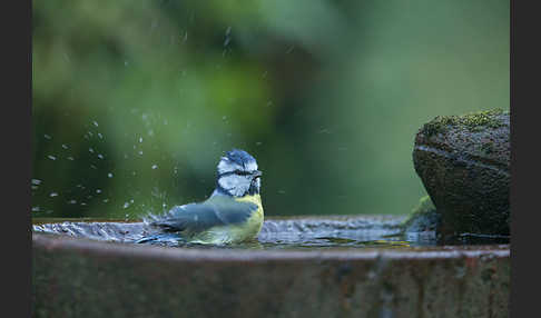 Blaumeise (Parus caeruleus)