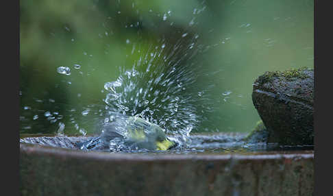 Blaumeise (Parus caeruleus)