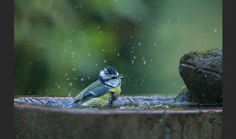 Blaumeise (Parus caeruleus)