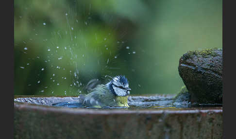 Blaumeise (Parus caeruleus)