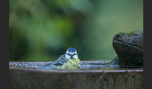 Blaumeise (Parus caeruleus)