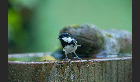 Tannenmeise (Parus ater)