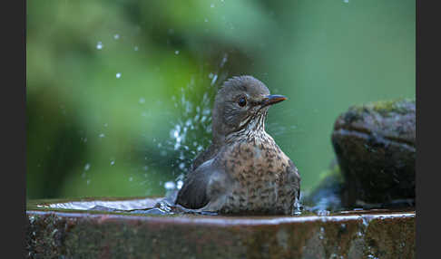 Amsel (Turdus merula)