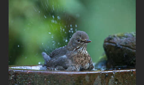 Amsel (Turdus merula)