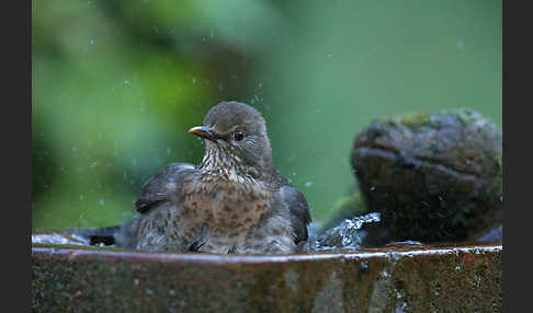 Amsel (Turdus merula)