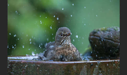 Amsel (Turdus merula)