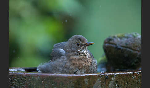 Amsel (Turdus merula)