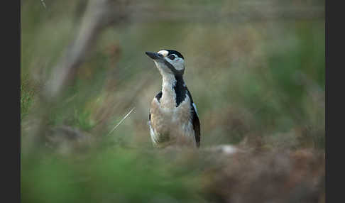 Buntspecht (Dendrocopos major)