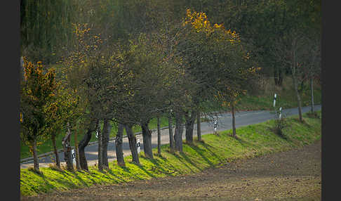 Kulturlandschaft (cultivated landscape)