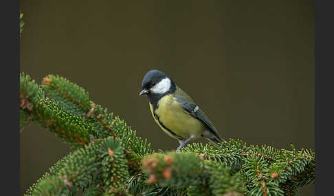 Kohlmeise (Parus major)