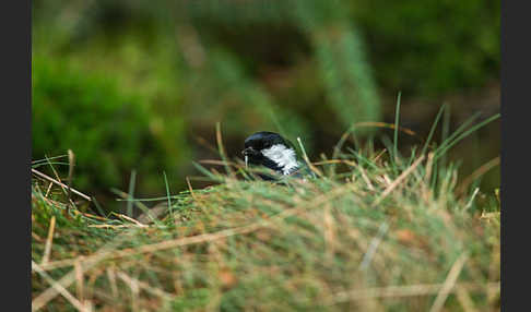 Tannenmeise (Parus ater)