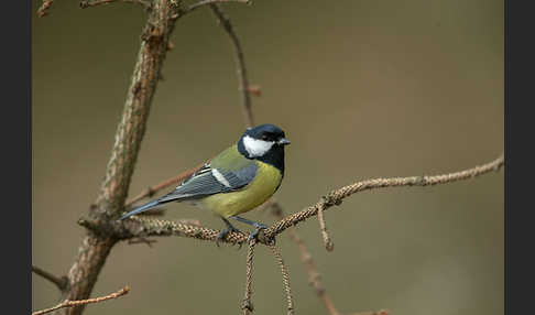 Kohlmeise (Parus major)