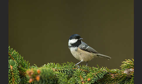 Tannenmeise (Parus ater)