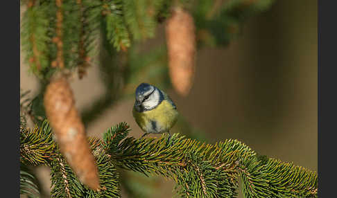 Blaumeise (Parus caeruleus)