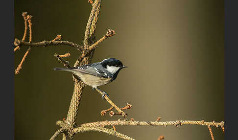 Tannenmeise (Parus ater)