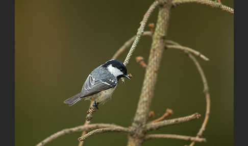 Tannenmeise (Parus ater)