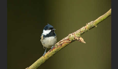 Tannenmeise (Parus ater)