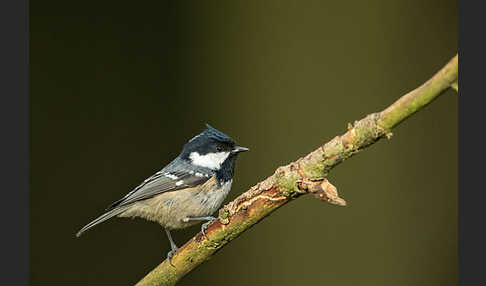 Tannenmeise (Parus ater)