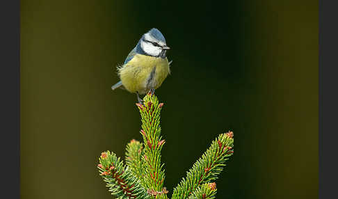 Blaumeise (Parus caeruleus)