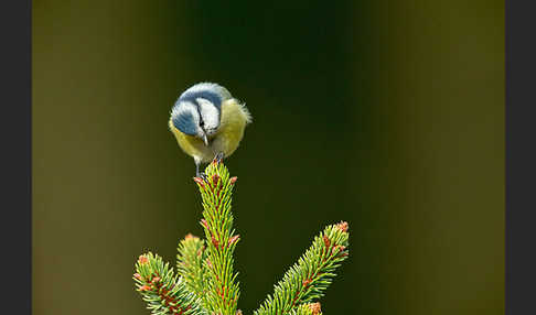 Blaumeise (Parus caeruleus)