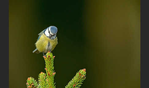 Blaumeise (Parus caeruleus)