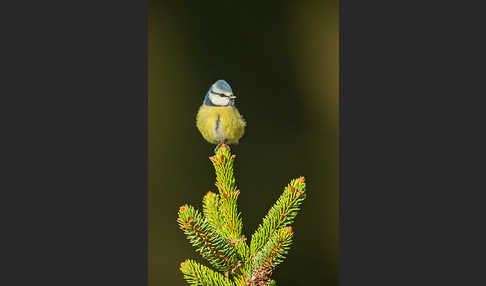 Blaumeise (Parus caeruleus)