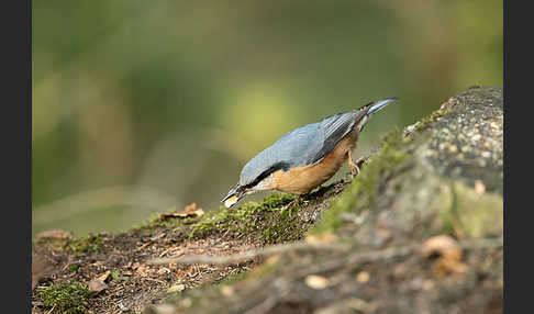 Kleiber (Sitta europaea)