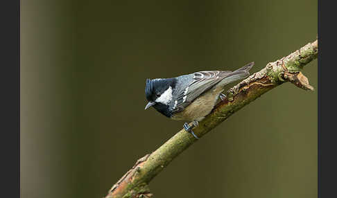 Tannenmeise (Parus ater)