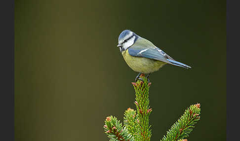 Blaumeise (Parus caeruleus)