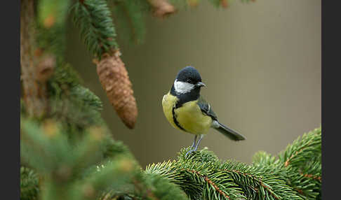 Kohlmeise (Parus major)