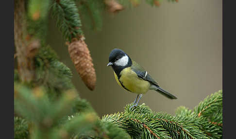 Kohlmeise (Parus major)