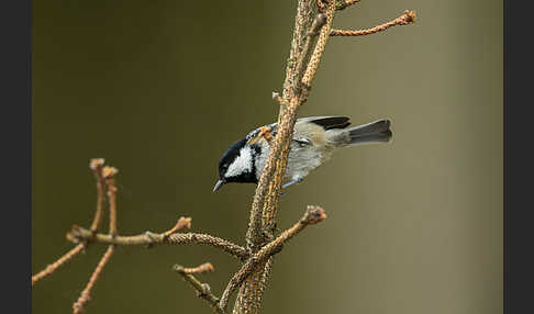 Tannenmeise (Parus ater)