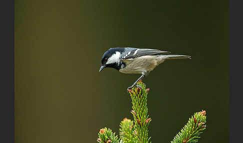 Tannenmeise (Parus ater)