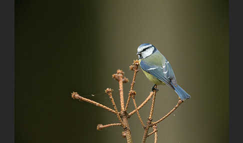 Blaumeise (Parus caeruleus)