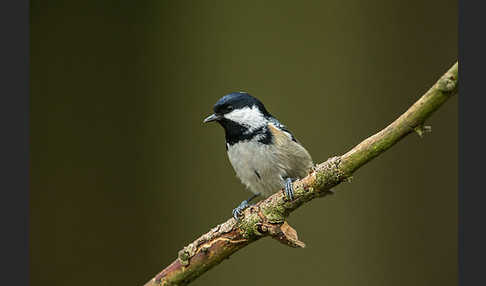 Tannenmeise (Parus ater)