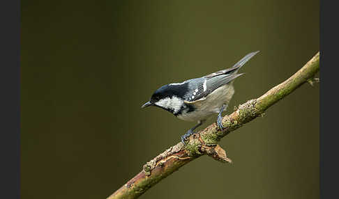 Tannenmeise (Parus ater)