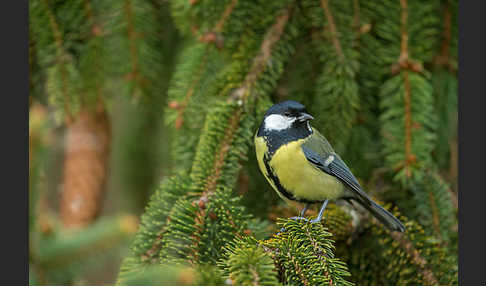 Kohlmeise (Parus major)