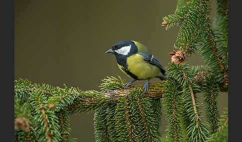 Kohlmeise (Parus major)