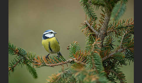 Blaumeise (Parus caeruleus)