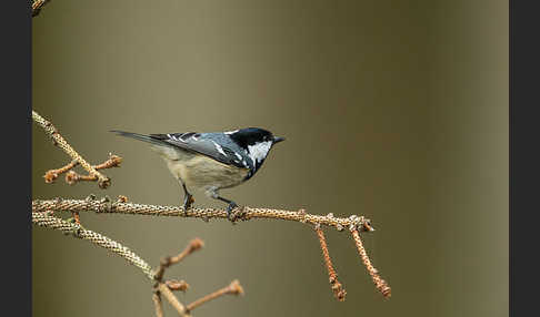 Tannenmeise (Parus ater)