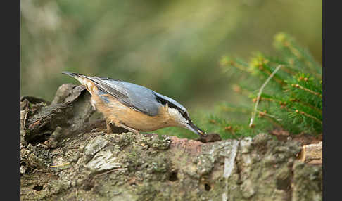 Kleiber (Sitta europaea)