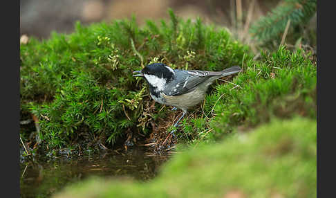 Tannenmeise (Parus ater)