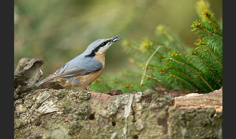 Kleiber (Sitta europaea)