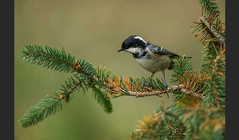 Tannenmeise (Parus ater)